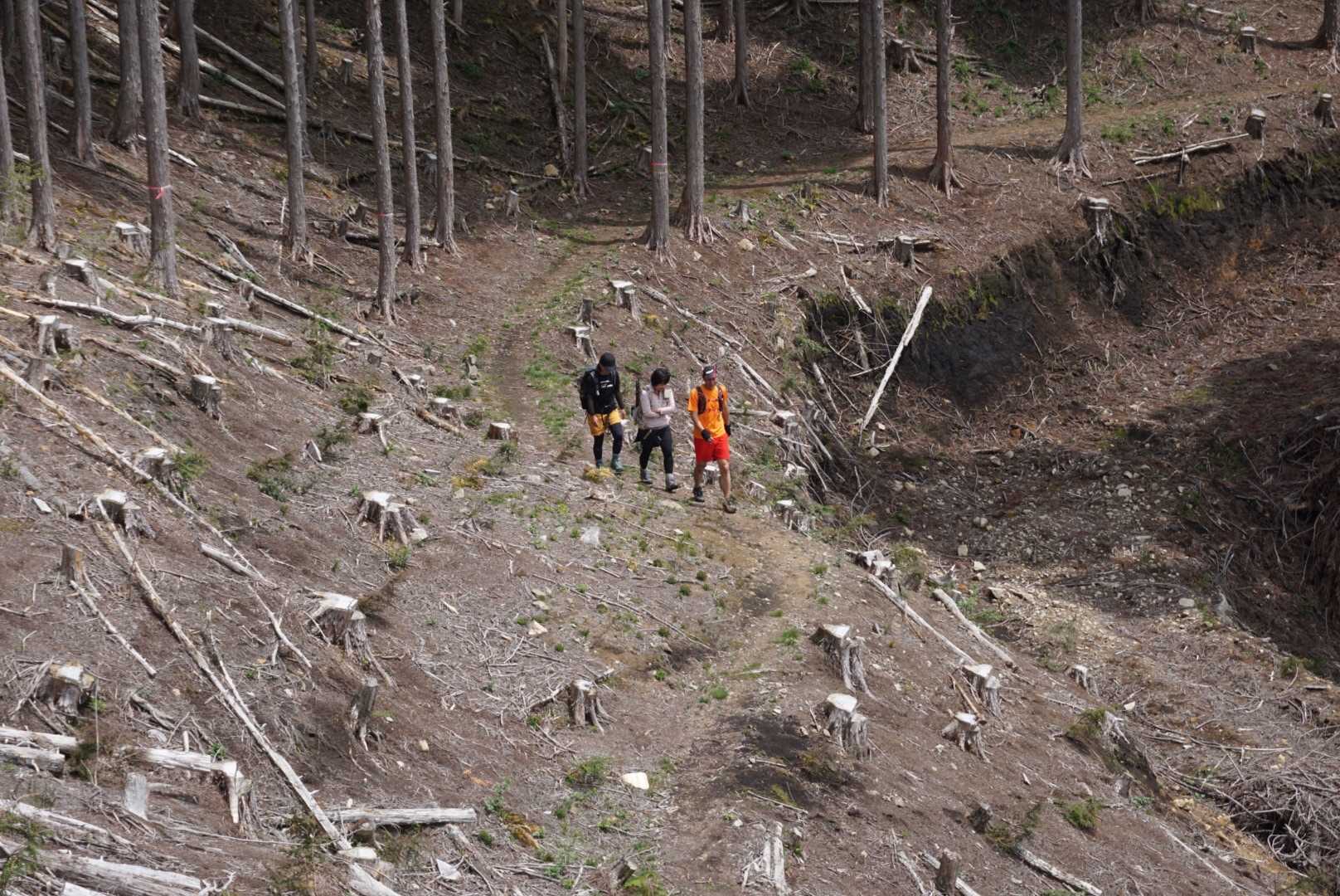 森の行進隊。