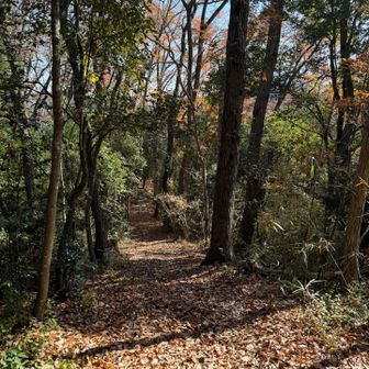 こんなに気持ちの良い道は嬉しい☺️