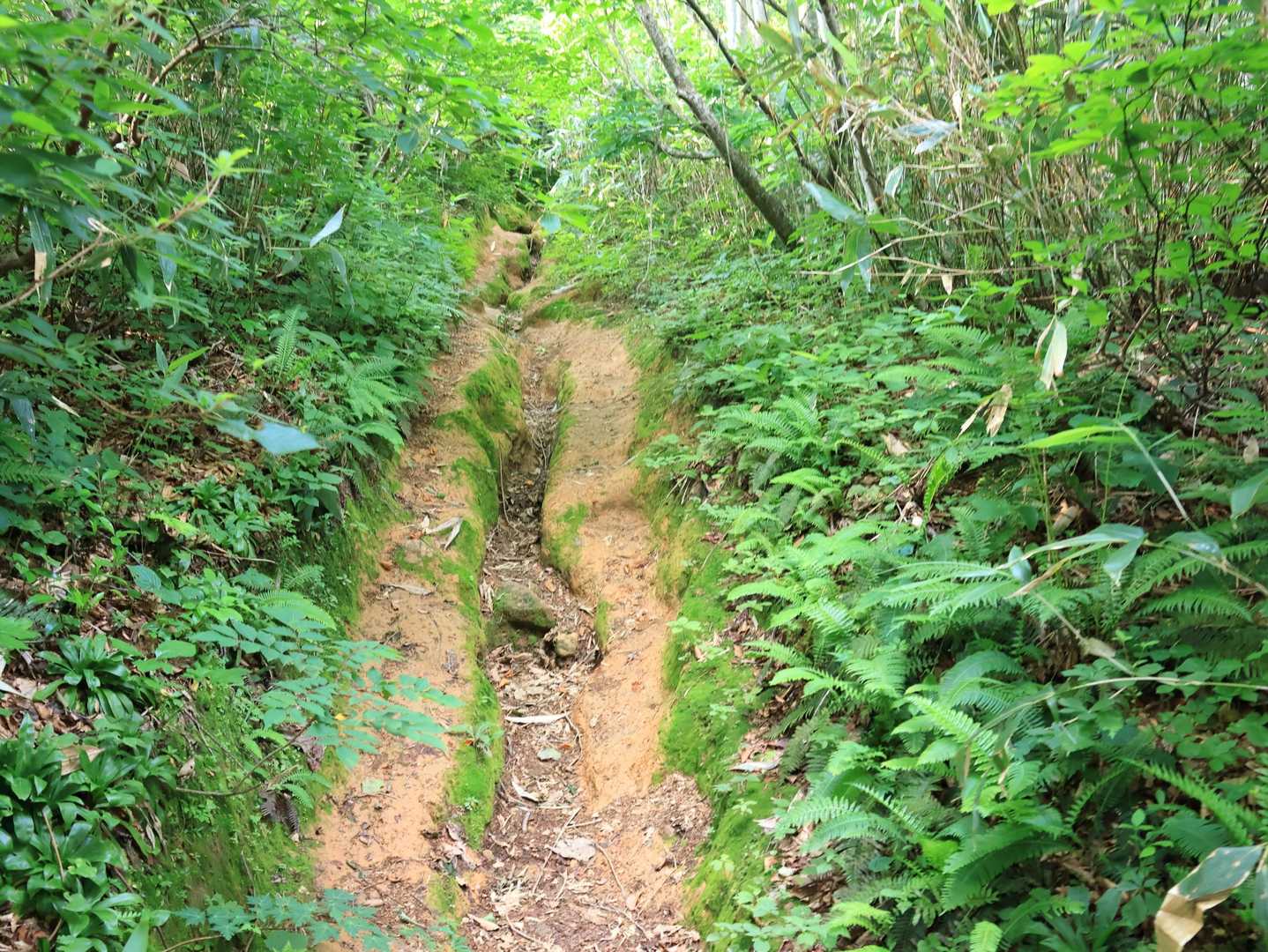 米山の下牧コースに似てるよね
似てる度何点ぐらいでしょうか🤔