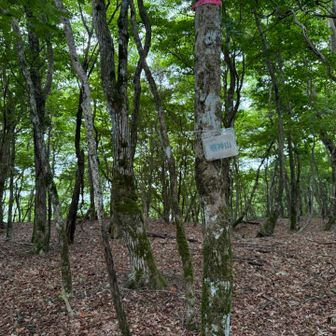 すぐに明神山。ひっそりと名前がぶら下がっているだけなので、見過ごし注意。
