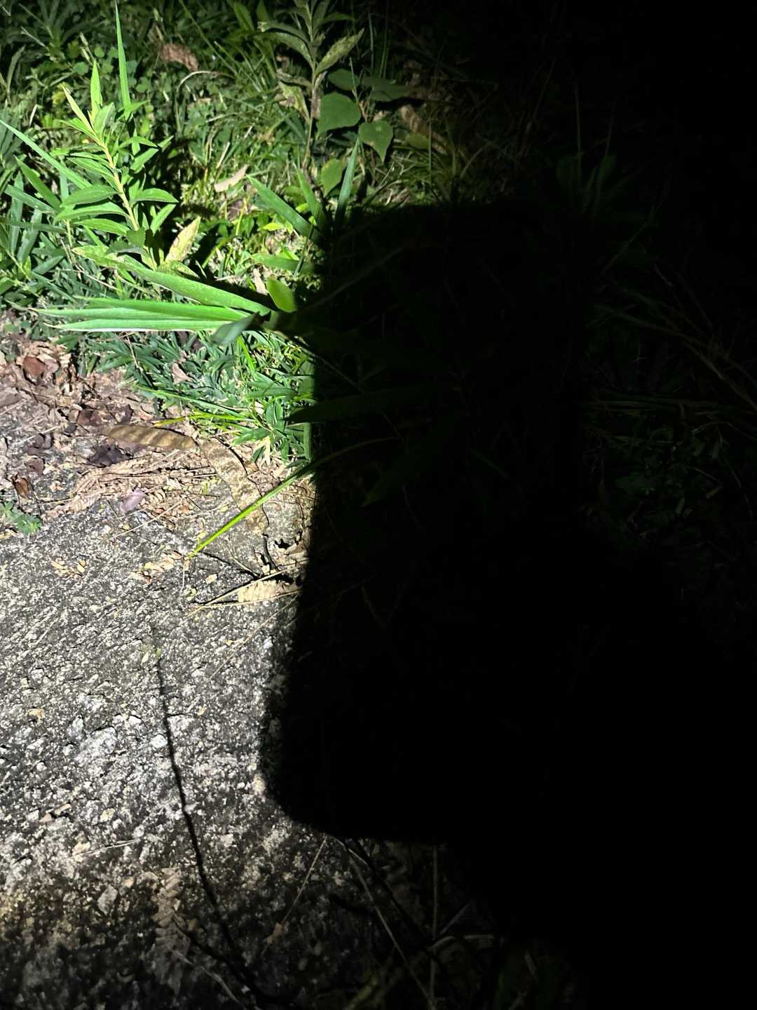 白山 往復コースの写真