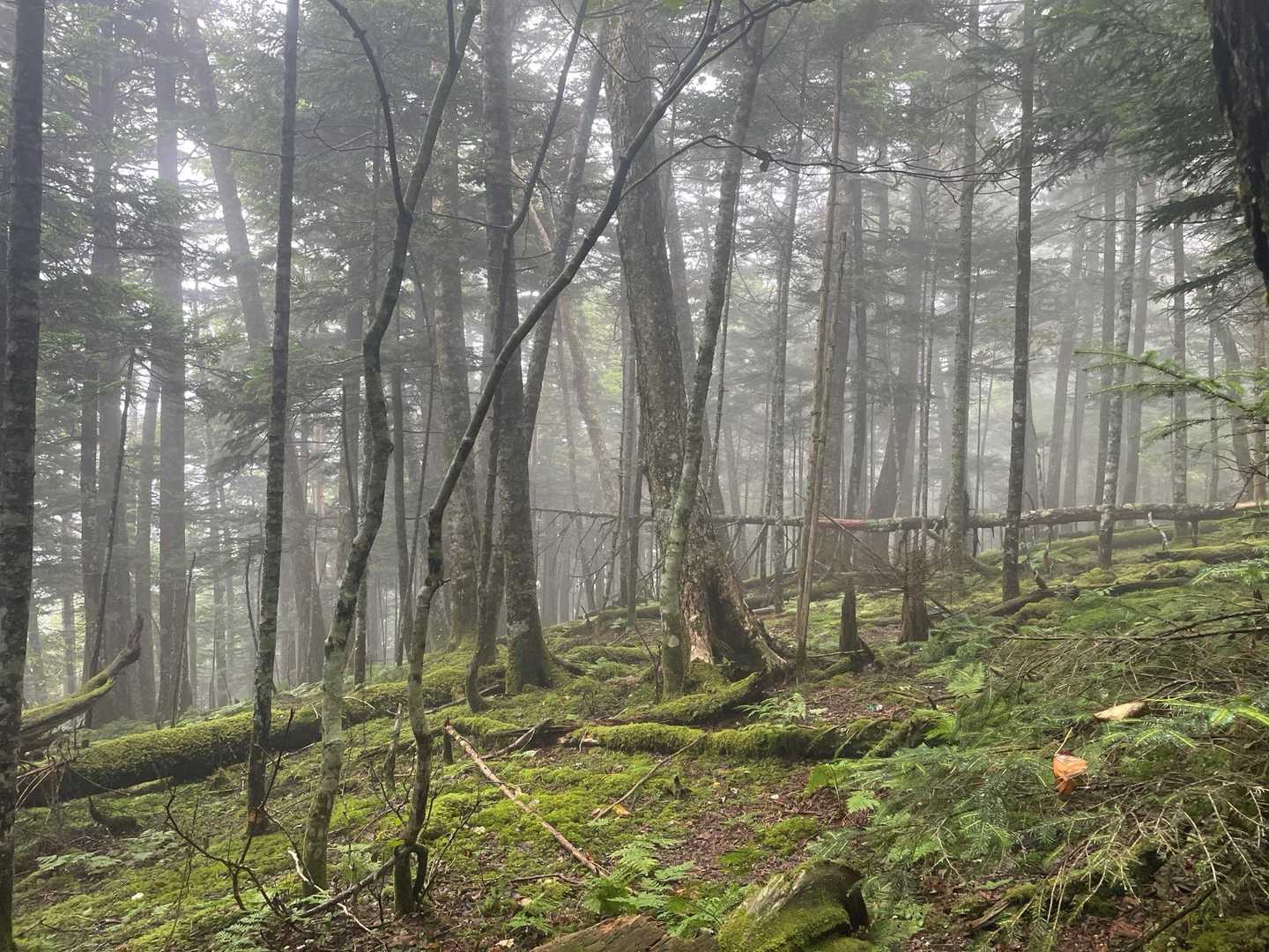 易老渡(いろうど)からは☂️をたたみ、レインウェアの上着を再装着。
最初のピーク易老岳へ九十九折主体の急登を延々と歩きました💦

雨と湿度で、体力と精神をかなり削られました‥(＞人＜;)
