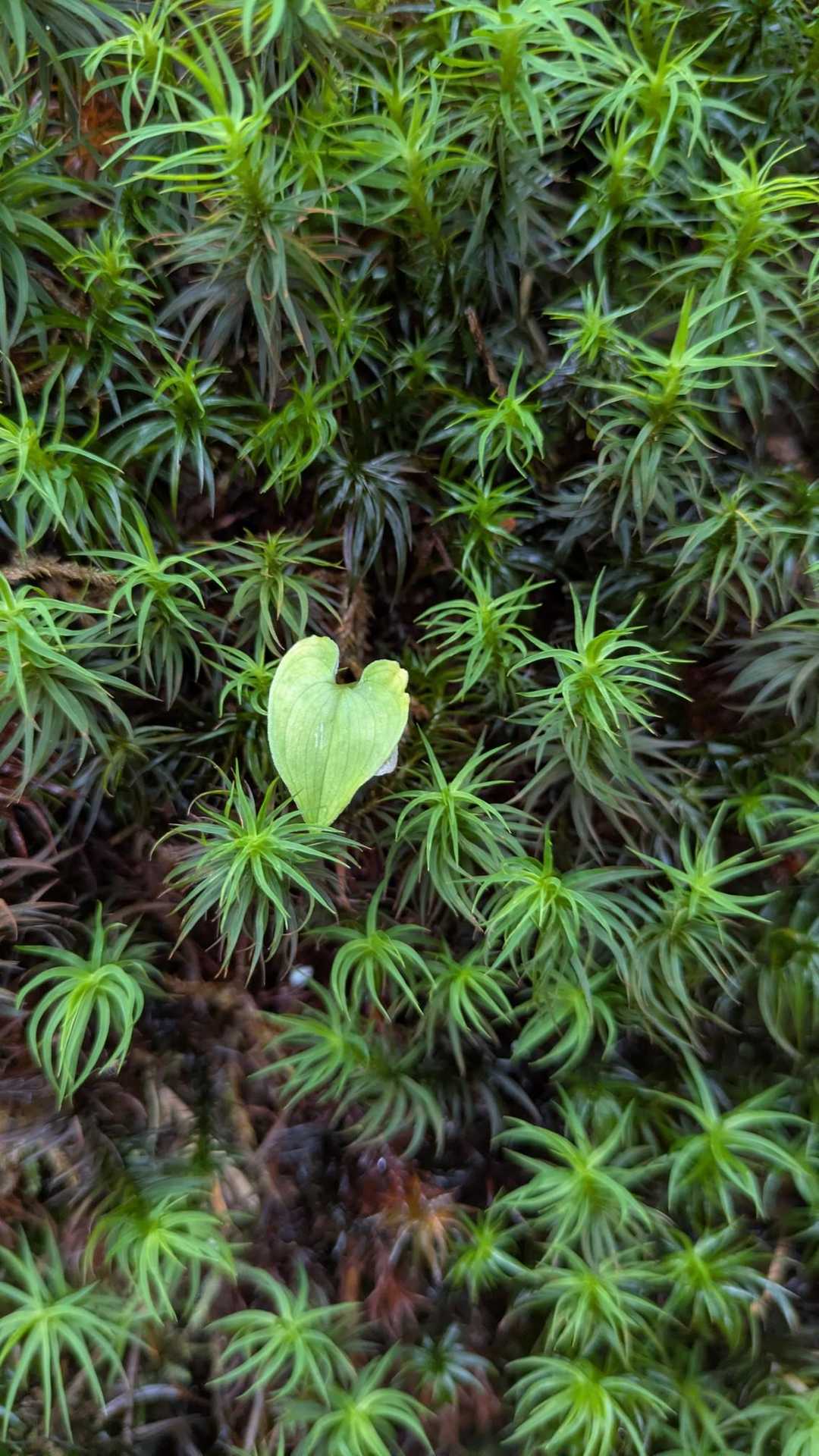 💚