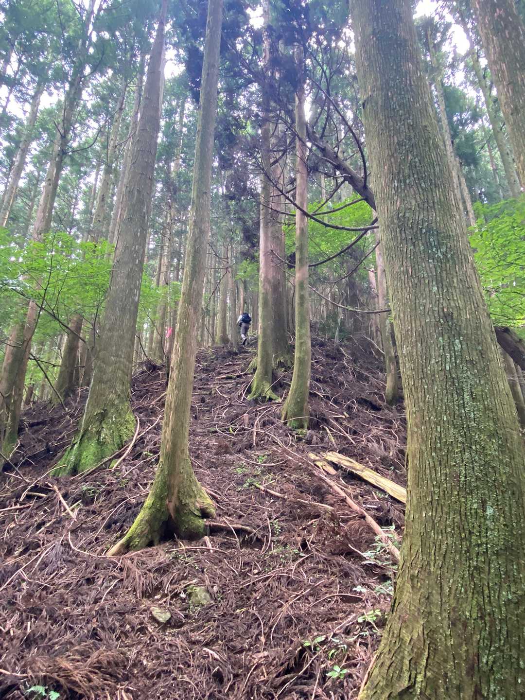 急坂の直登でもあり