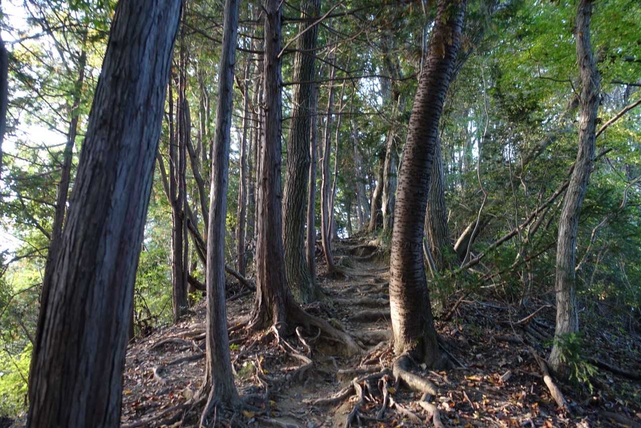 朝の南山稜コースは、人が少なくて気持ちがいい😊👍