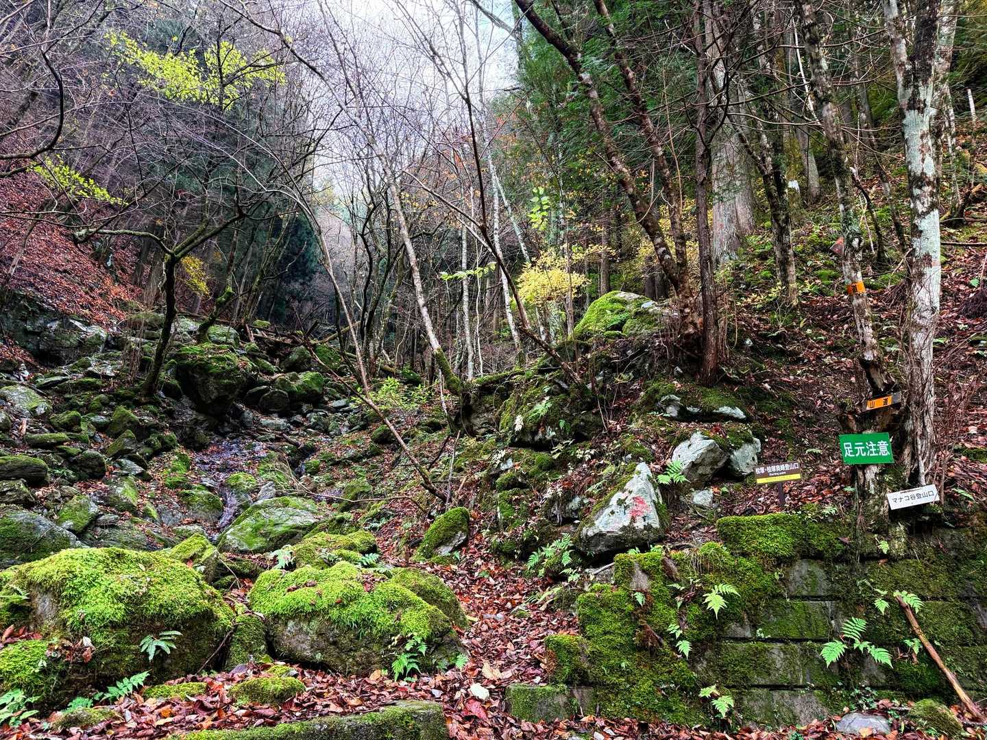 木屋谷雨量観測所-桧塚奥峰登山口-桧塚-桧塚奥峰 往復コースの写真
