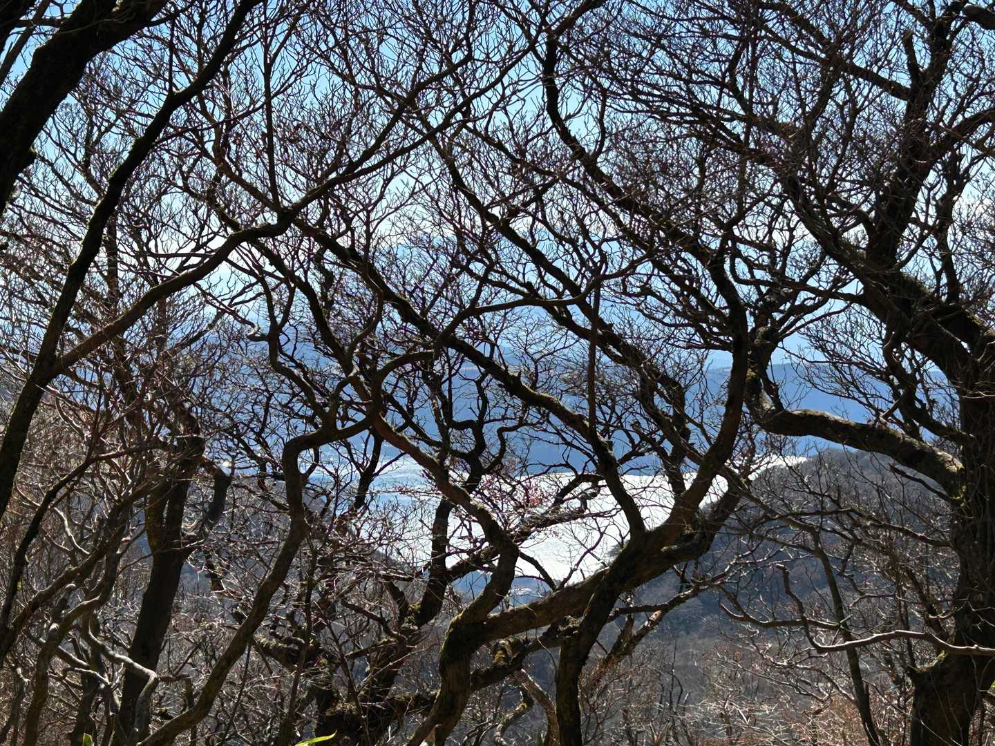 こちらも木々の隙間から芦ノ湖が