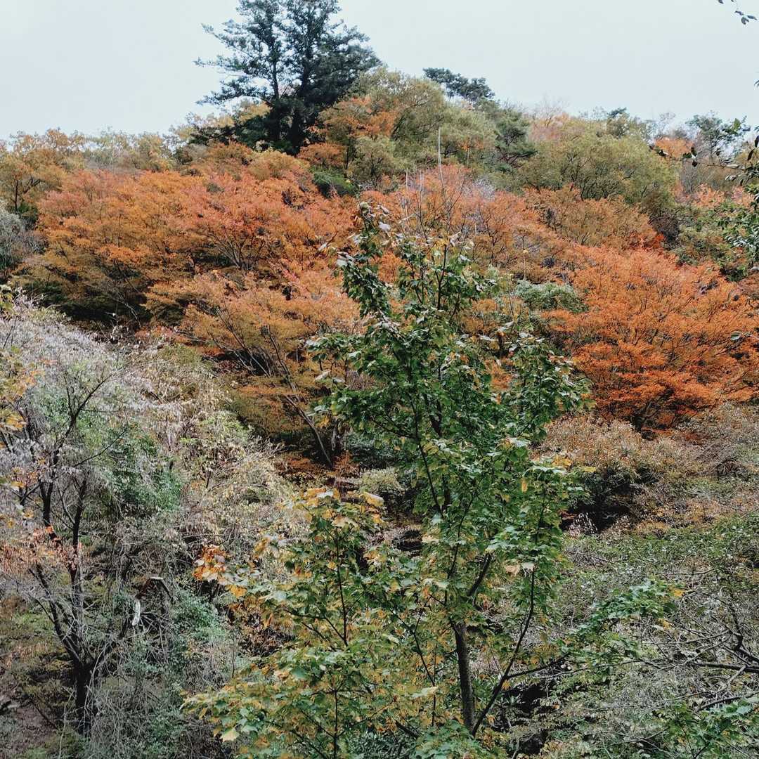キレイに紅葉しています 😄