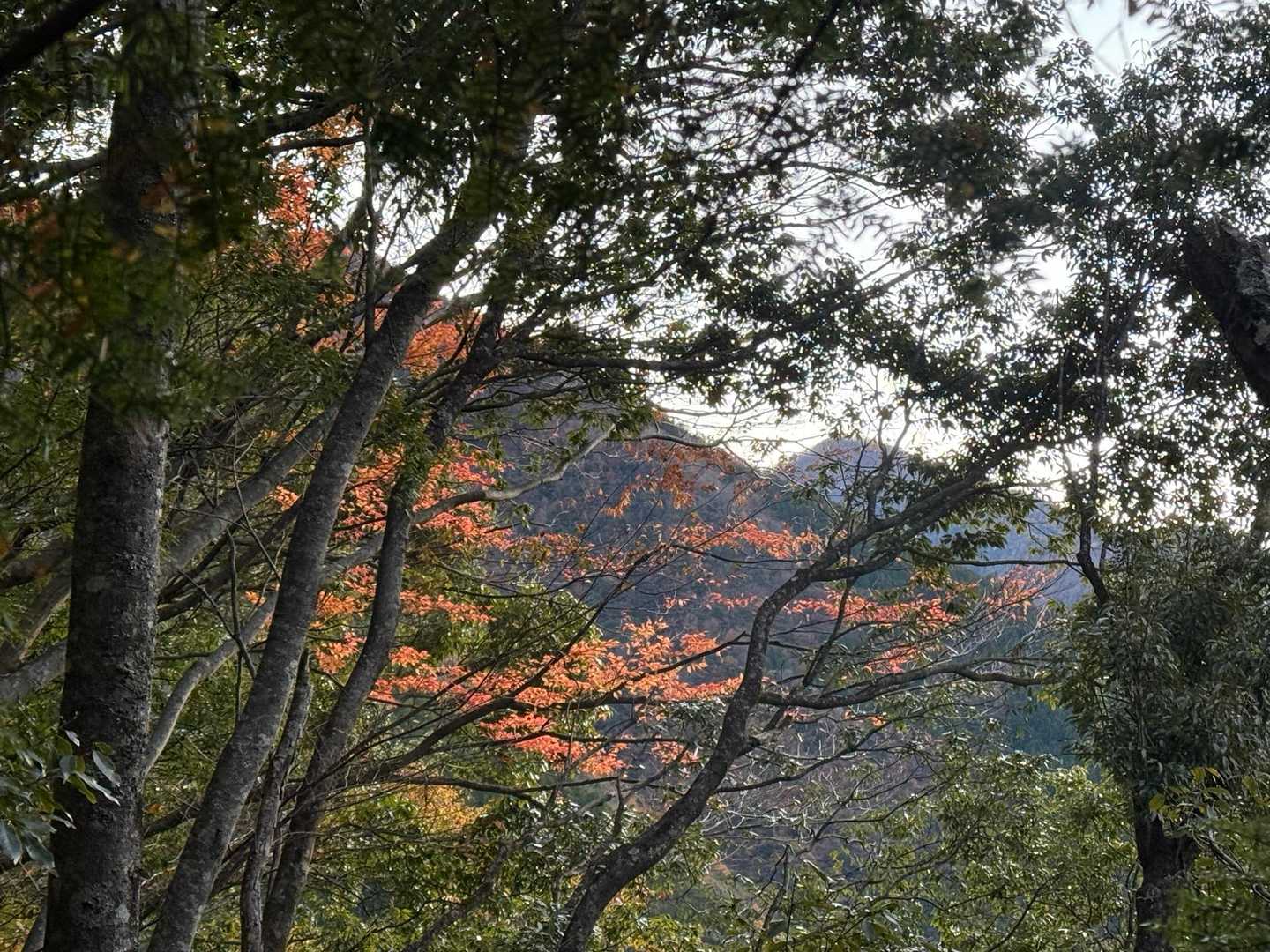 朝日岳は展望ないって聞いたけど〜