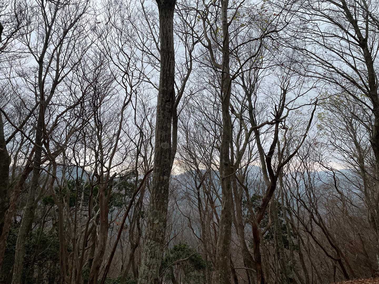 紅葉🍁は終わりかけかな〰