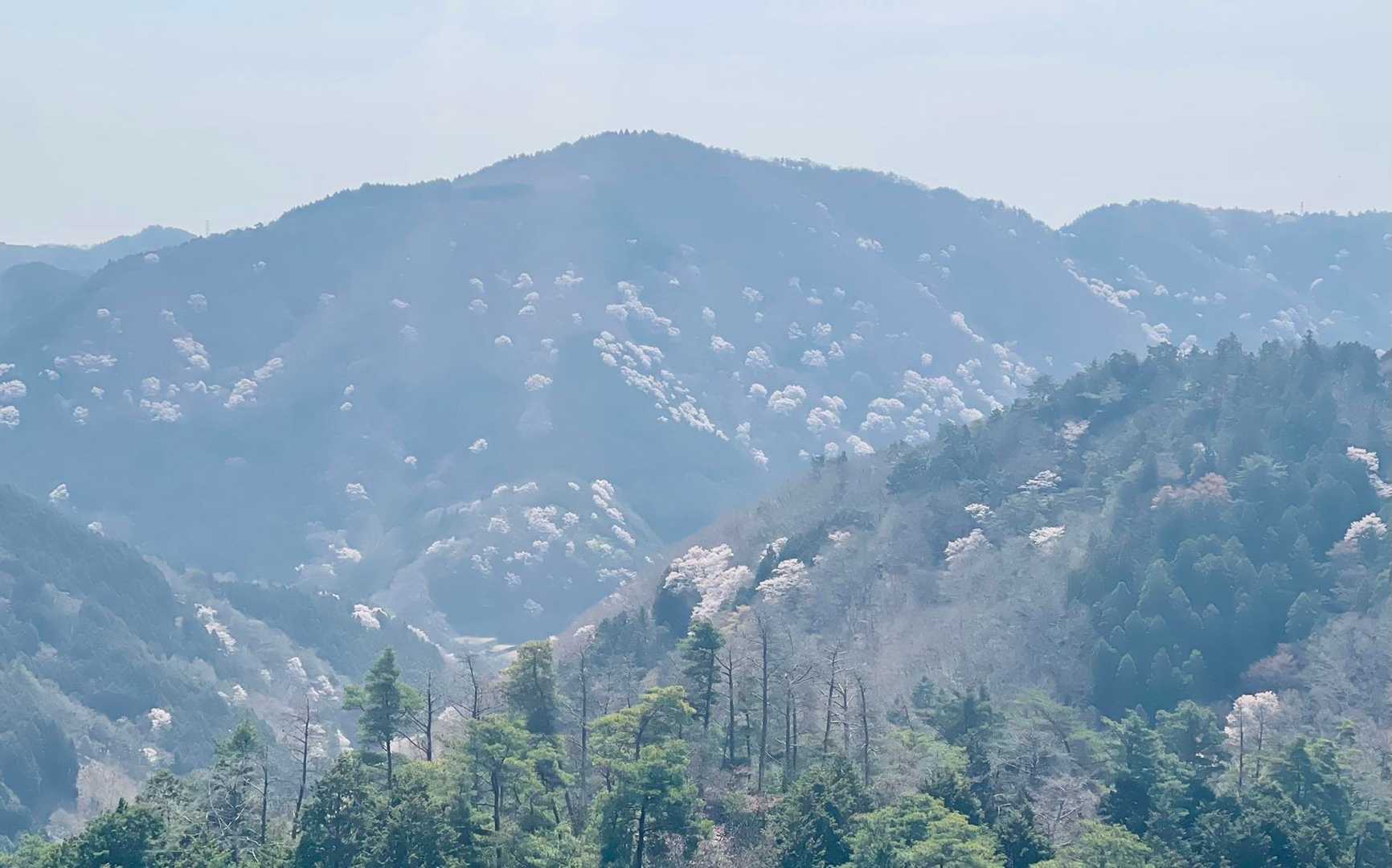 山に咲く🌸