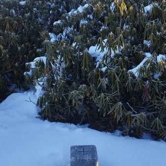 オロ
昨シーズンは雪に埋もれたシャクナゲ共の上を歩いて愉快痛快♫だったな〜🤣