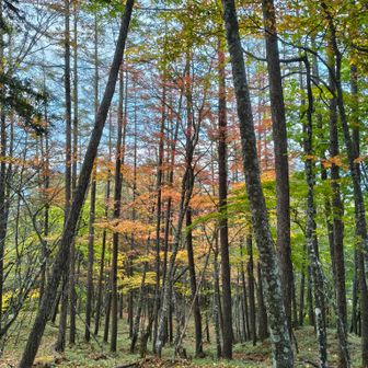 余裕が無くて景色はほとんど楽しめなかった。でも紅葉の美しさは最後まで身にしみた。