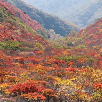 ついでに高雄口方面の紅葉を偵察。
