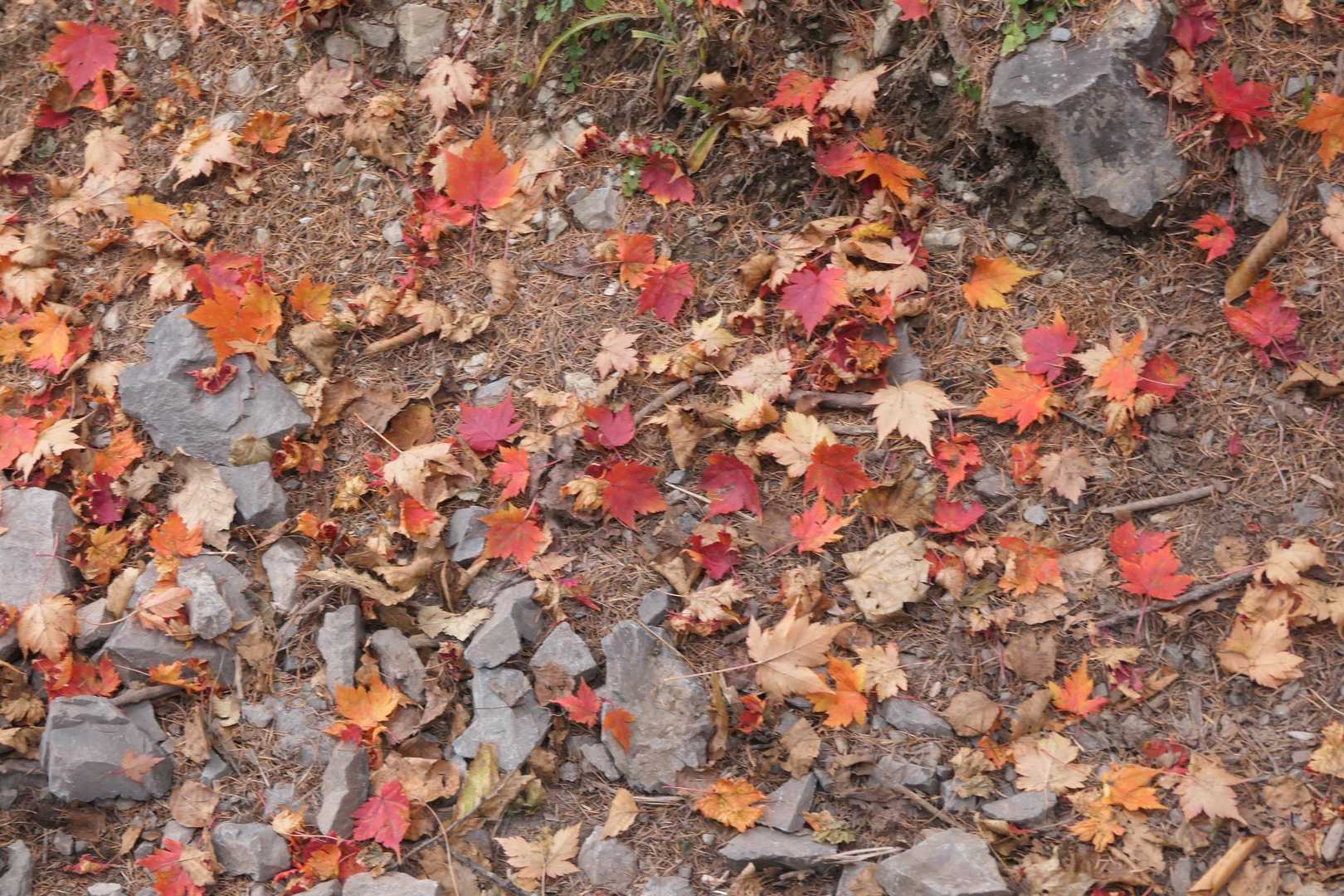 登山道に落ちた紅葉