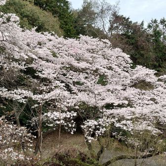 吊り橋から歩いてくると目に飛び込んでくる🤗