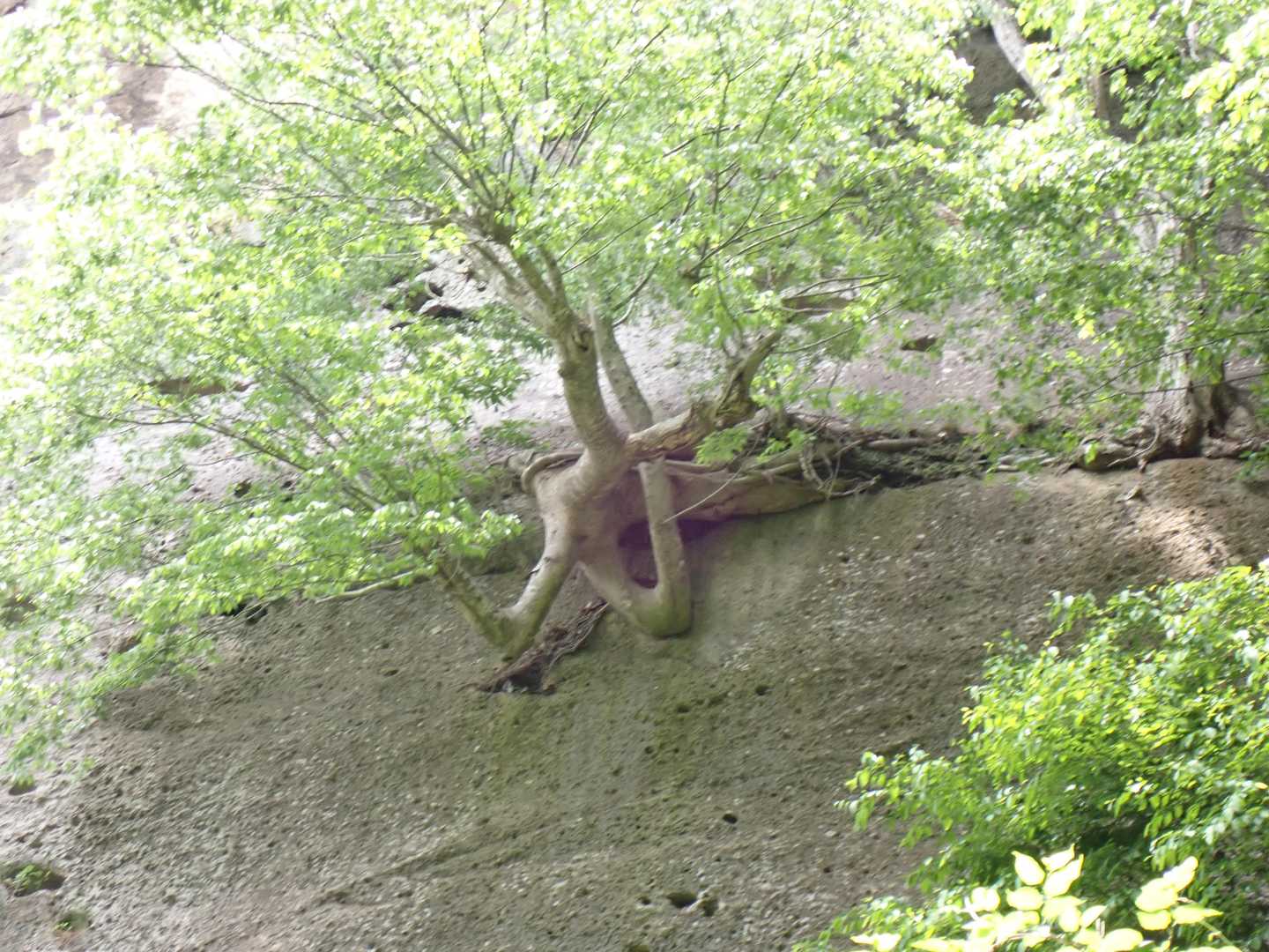 良く根っこ張れたね