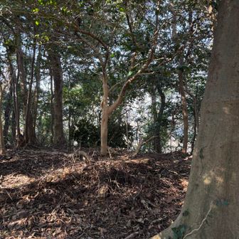 山頂マークが付いた木は奥の木でした