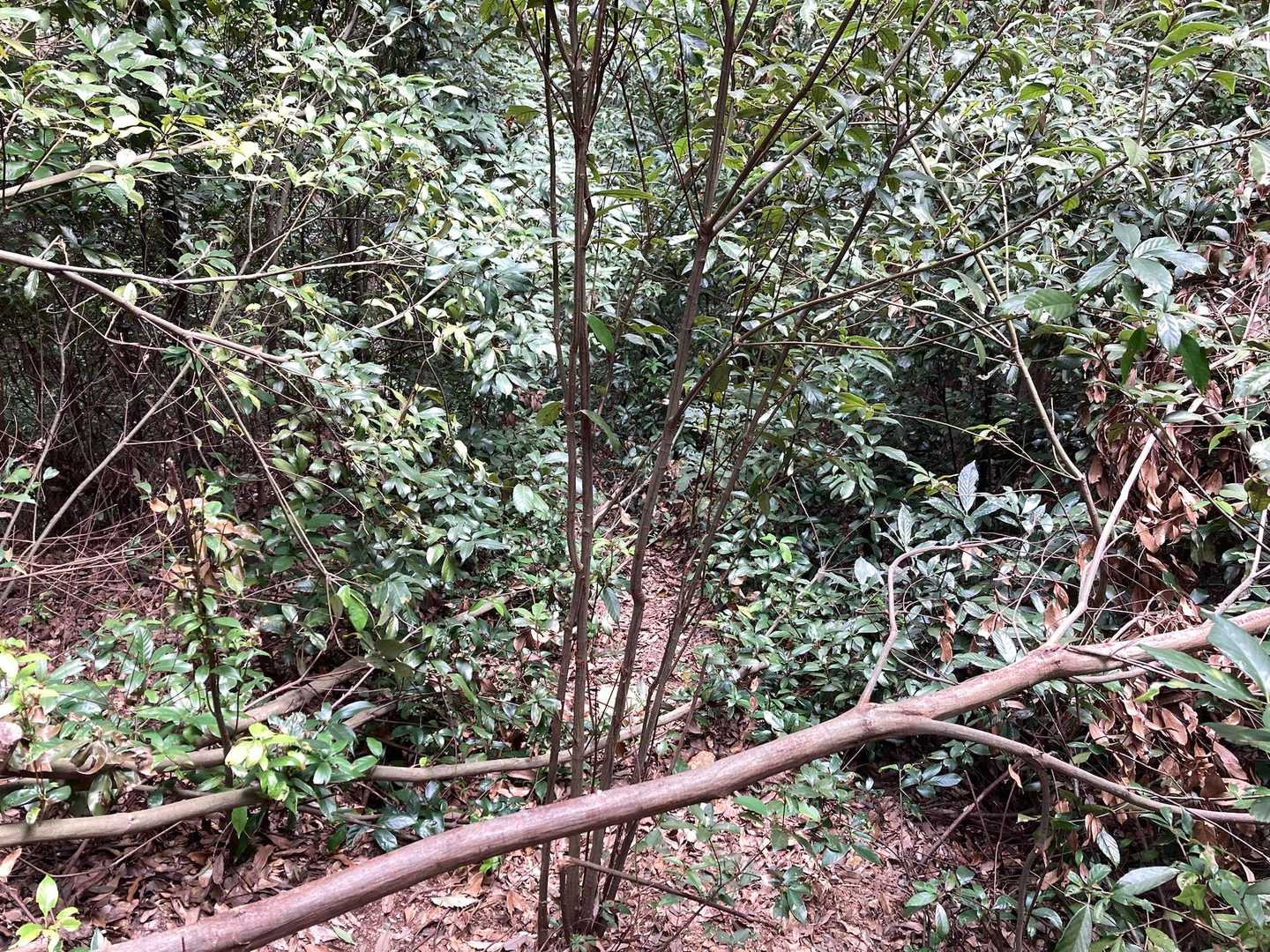では、山頂(雌日和田山)を目指します
倒木も多く結構荒れているので、初心者にお勧めできません