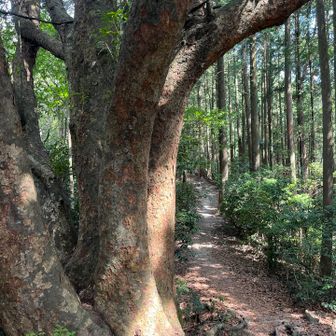 登山道🌿いい感じ😊