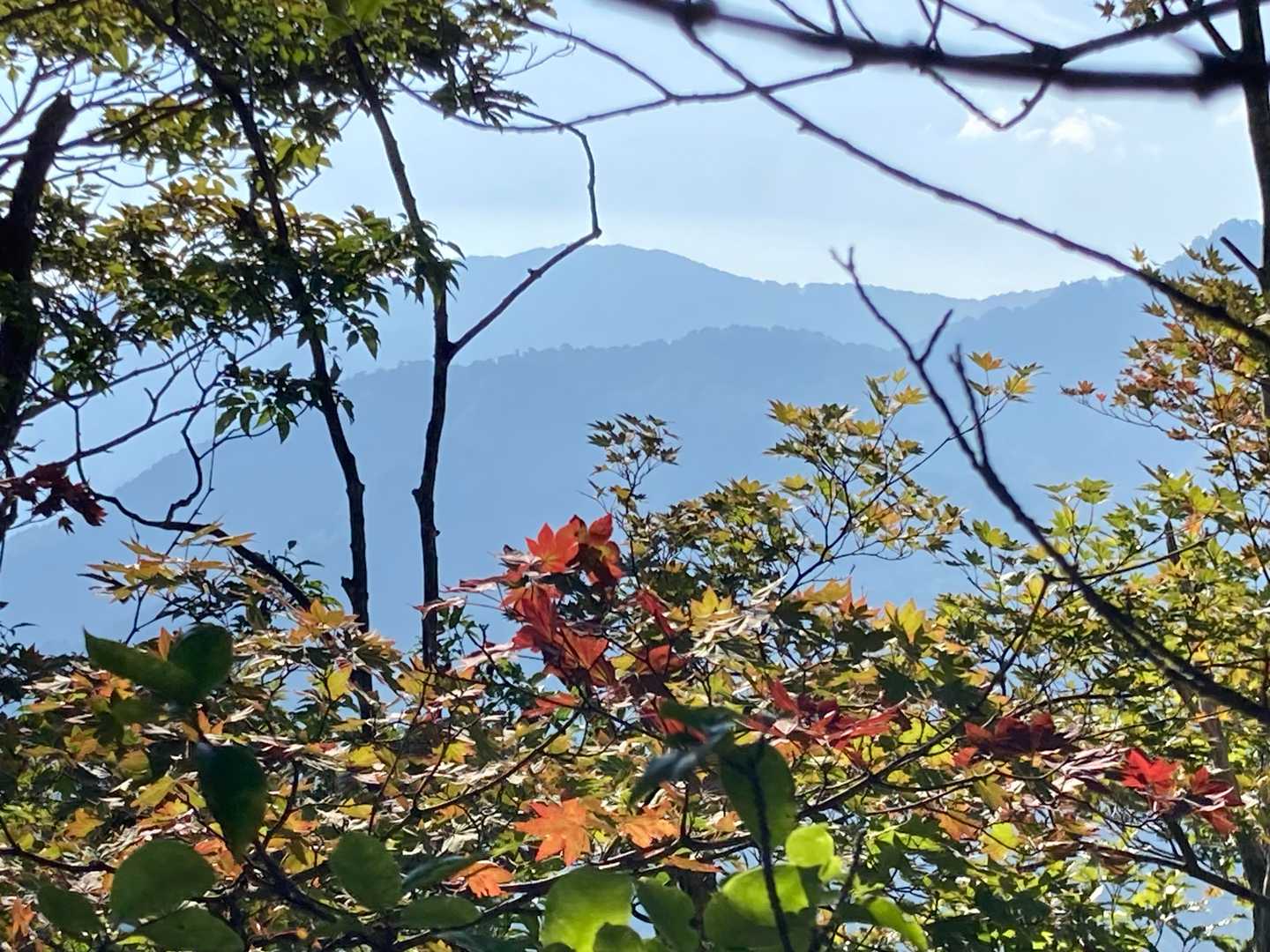 早くも紅葉🍁？