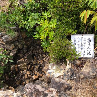 とはいえ枯れてる