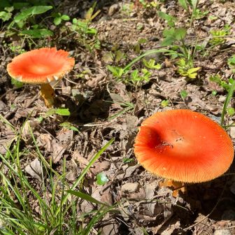 前回登った時もキノコ🍄たくさんありました