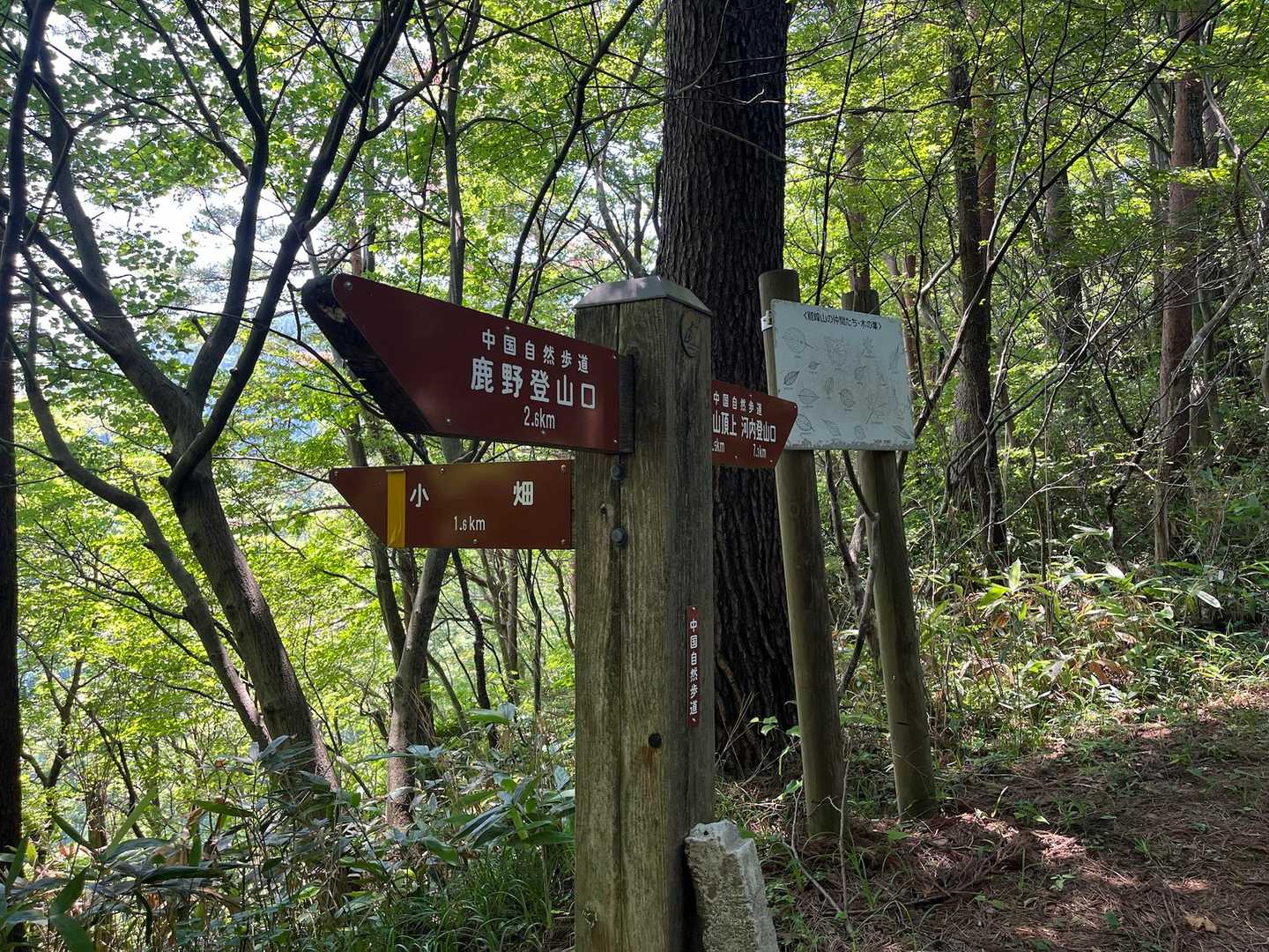 登山中の景色はほとんど変化がありません…
直射日光を浴びてないのが幸いです。