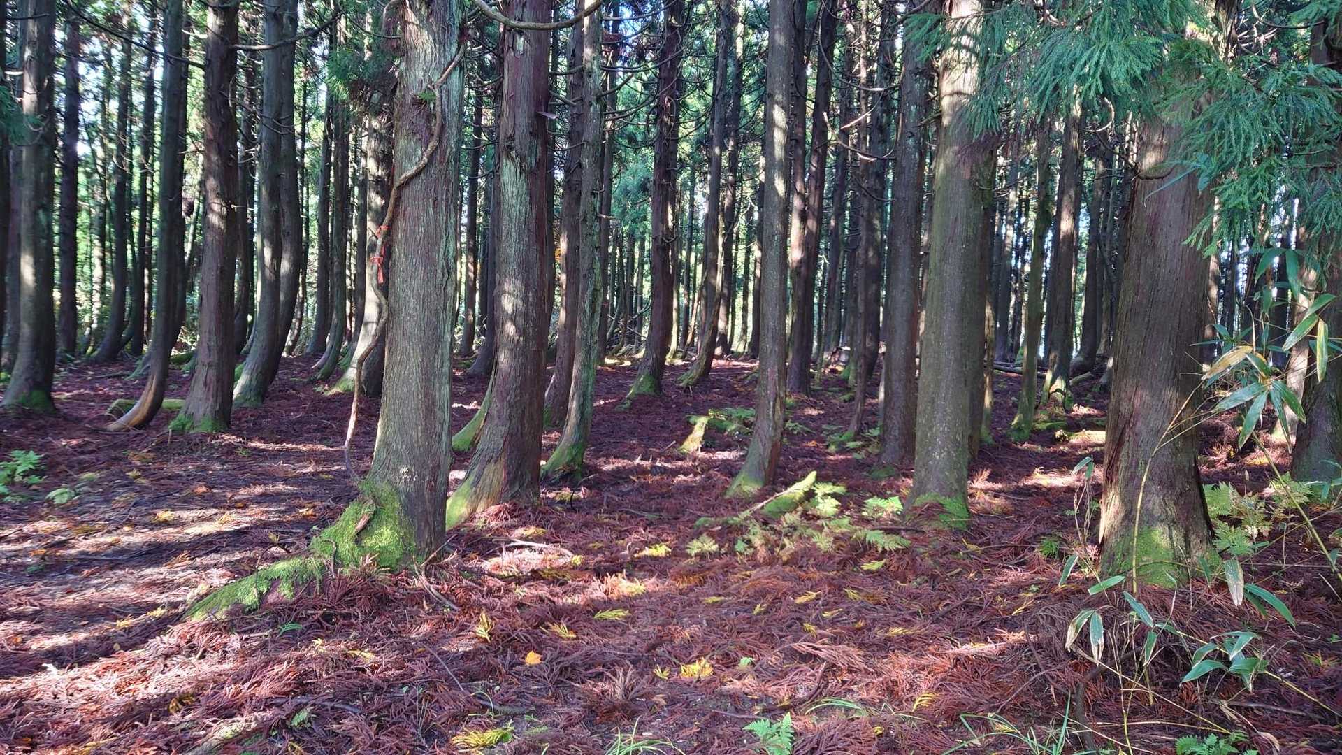 伯州山-霧ヶ原 往復コースの写真