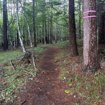 こんな登山道ならいつまでも歩いていられるんだけどなぁ