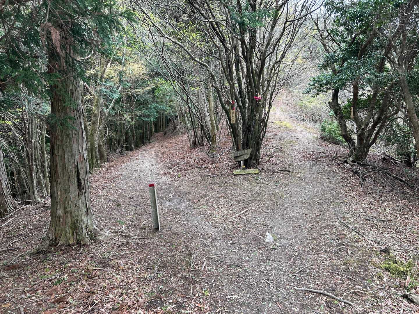 右が急坂、左が緩やかコース
