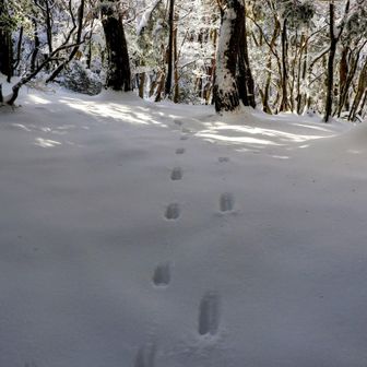 鹿？
歩幅が違う2頭が並んで歩いてたのかな？親子の雪上並走とか想像してムフフとなる（*´▽｀*）