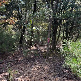 下山はルートに無い道ですが目印あり