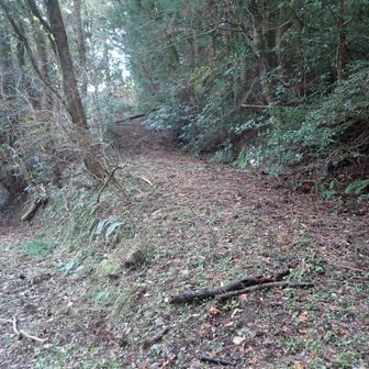 ここから上がってみるがちょっと違う林道っぽかったので適当に林に入り進む