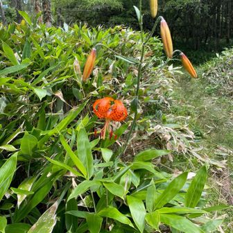 テイ沢？を抜ける熊笹の小道にユリが