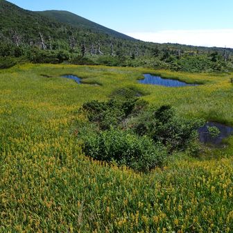 芝草平木道終点で見るキンコウカと南屛風岳