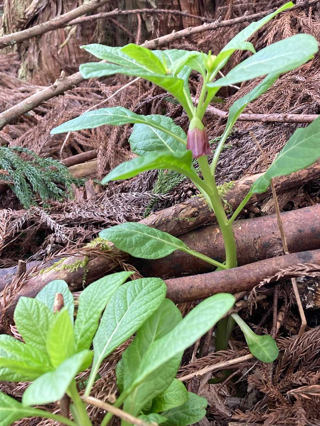 そまやま荘の裏手にハシリドコロ
毒のある草、食べると途端にトイレへ走り出すとか