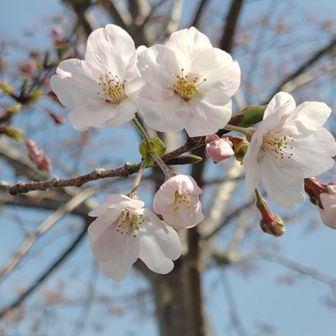 桜がちらほら🌸
