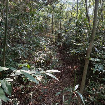 人ひとり通れるだけの山道
蜘蛛の巣との戦いも毎回楽しい