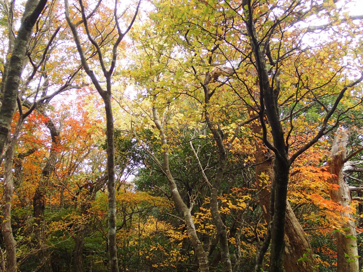 紅葉すると森が明るいです