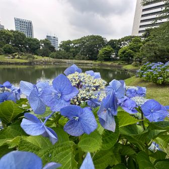 綺麗なあじさい⤴︎