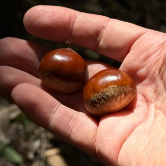 栗を拾いも🌰✨