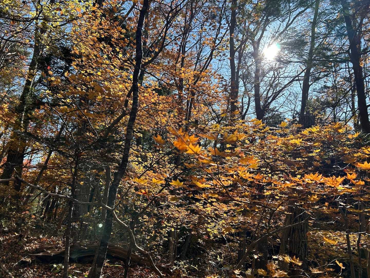 まだ少し🍁残ってました