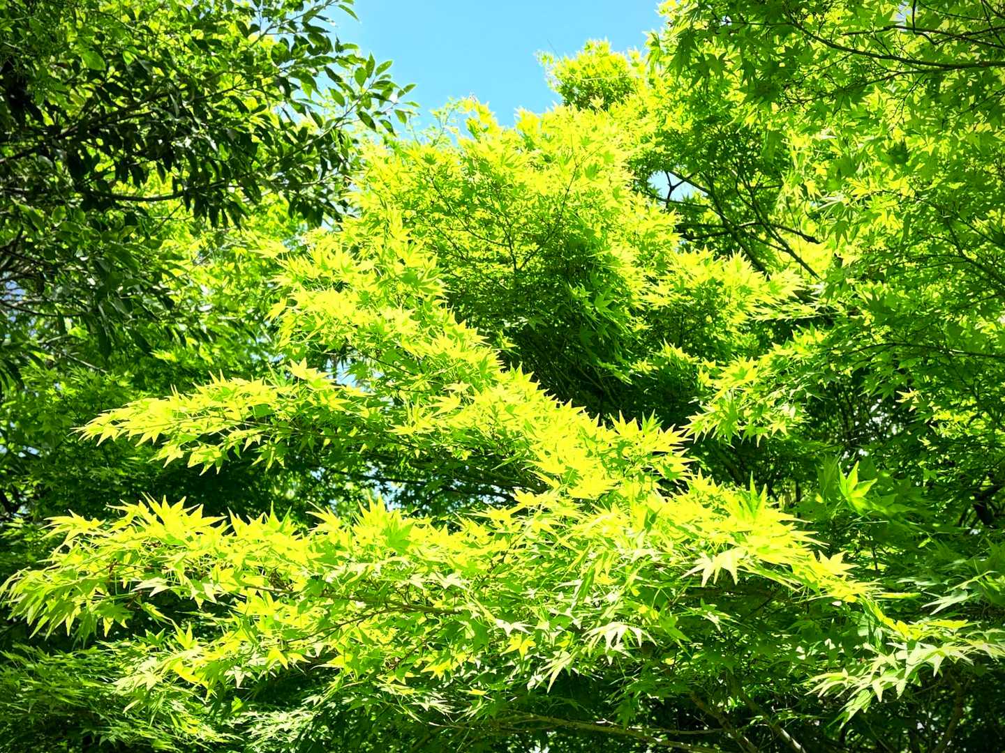 眩し過ぎるもみじの新緑🌿