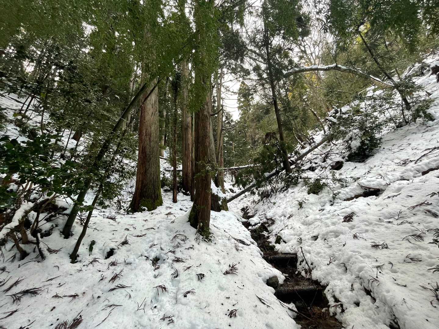 西大井登山口-三床山 往復コースの写真