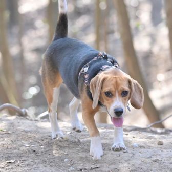 Beagle プリン