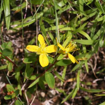 キジムシロ？唯一咲いていた小さい黄色の花！
