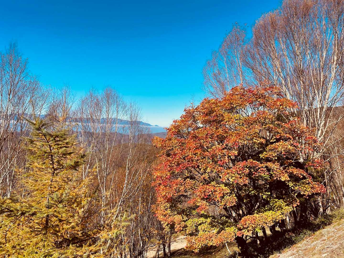 無事にちゃんとした登山道に出た