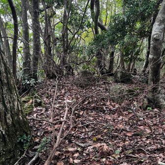 この岩のところが最高部。眺望はない。