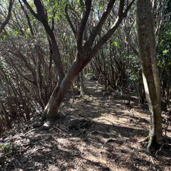 さぁついでに迫子浅間山も目指します🩶